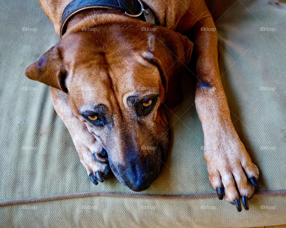 Dog 