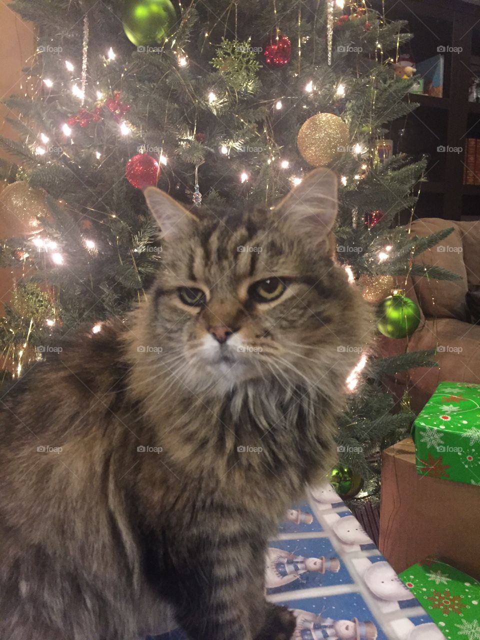 Cat under a Christmas tree