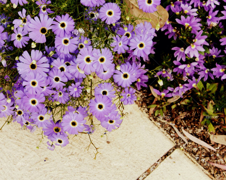 garden nature flower purple by cataana