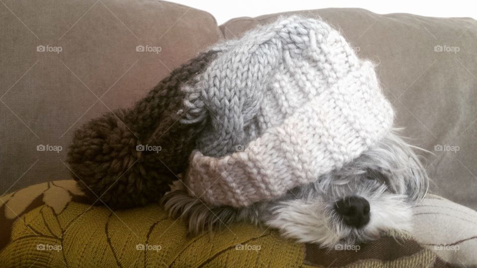 dog using winter hat