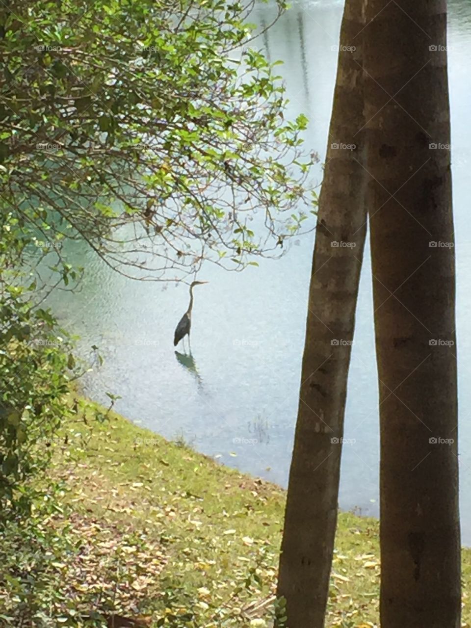 A crane on Florida that I was watching 