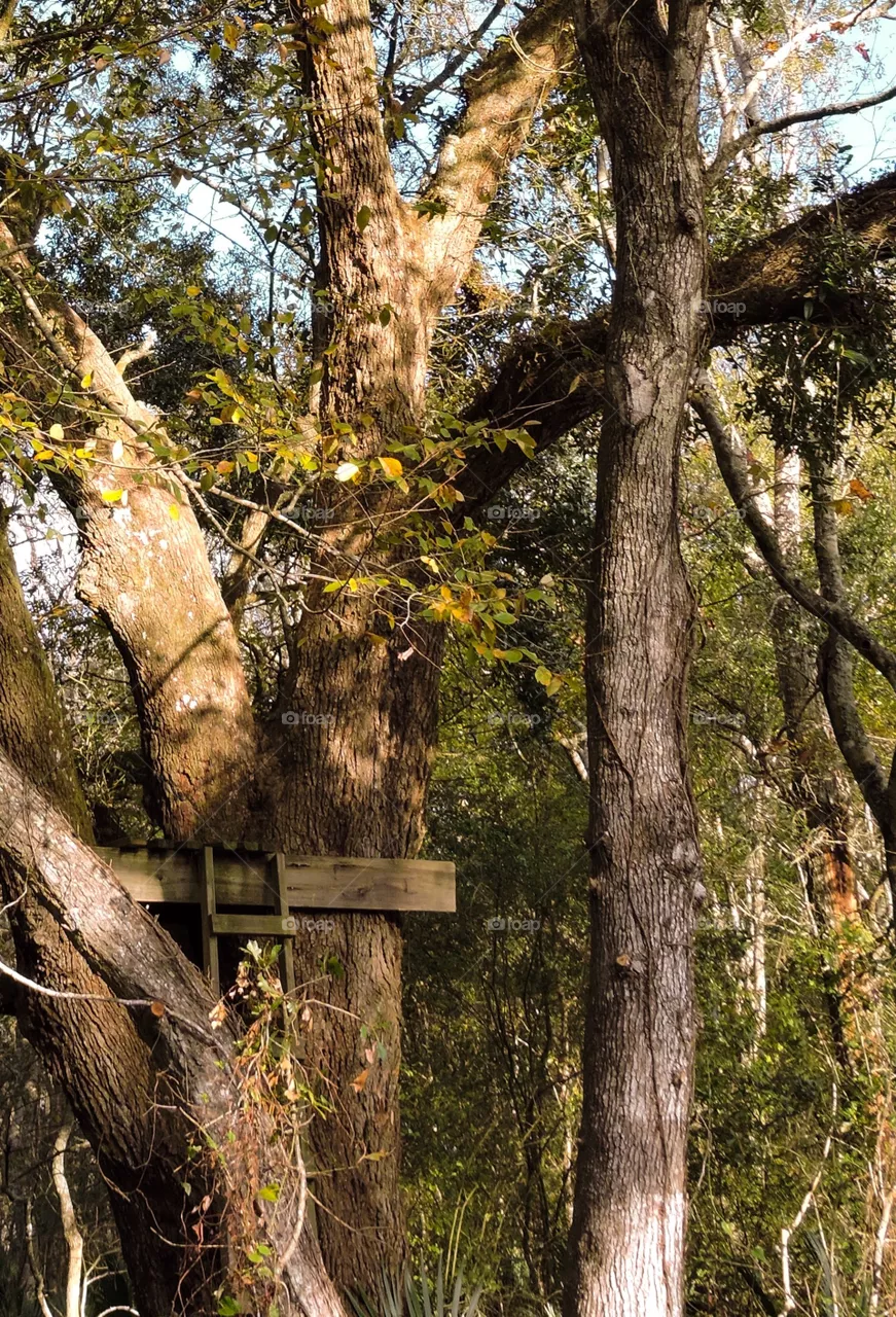 Tree stand