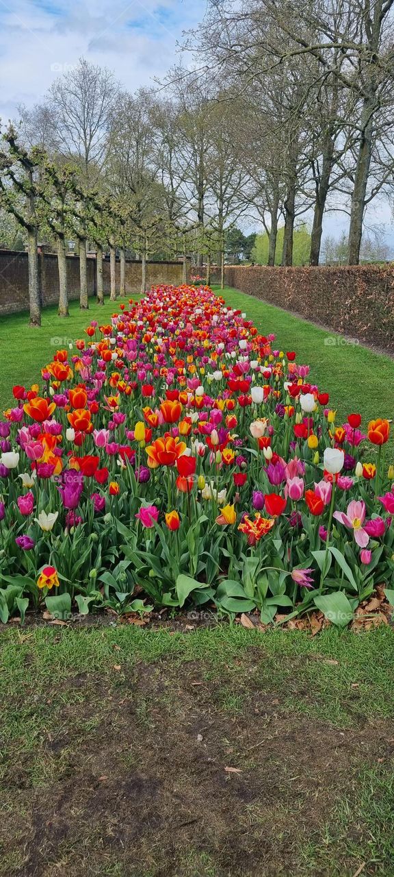 Spring tulips in the Netherlands 🇳🇱🌷