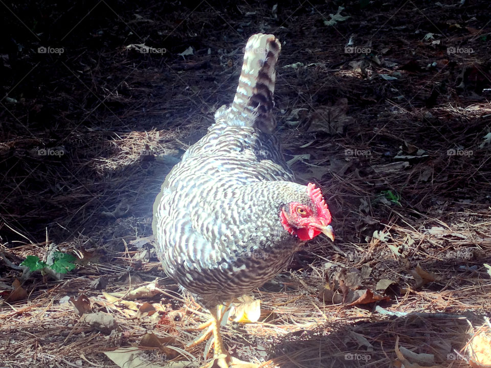 This beautiful free range chicken is eying the camera as she walks through a sunbeam.