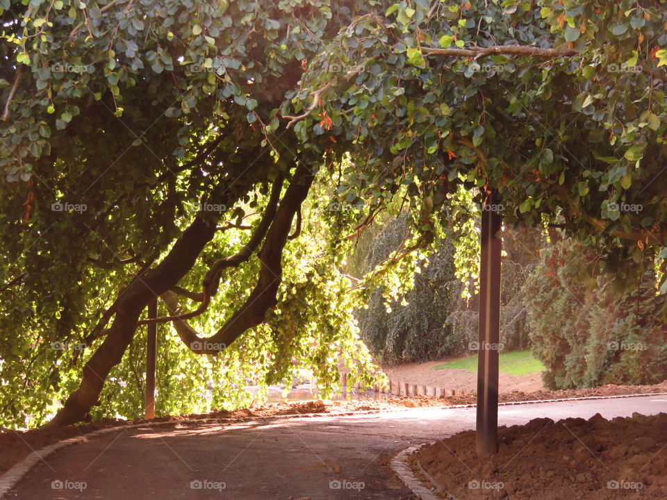 green arch