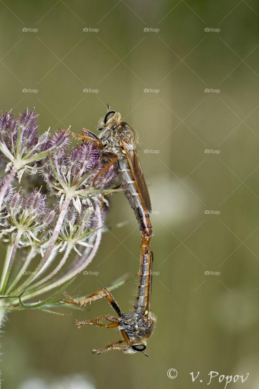 Robber flies