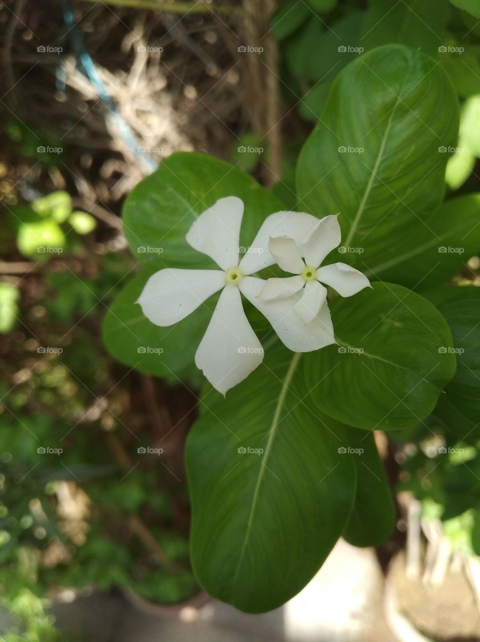 periwinkle white flower seasonal fresh looks very beautiful generally found everywhere