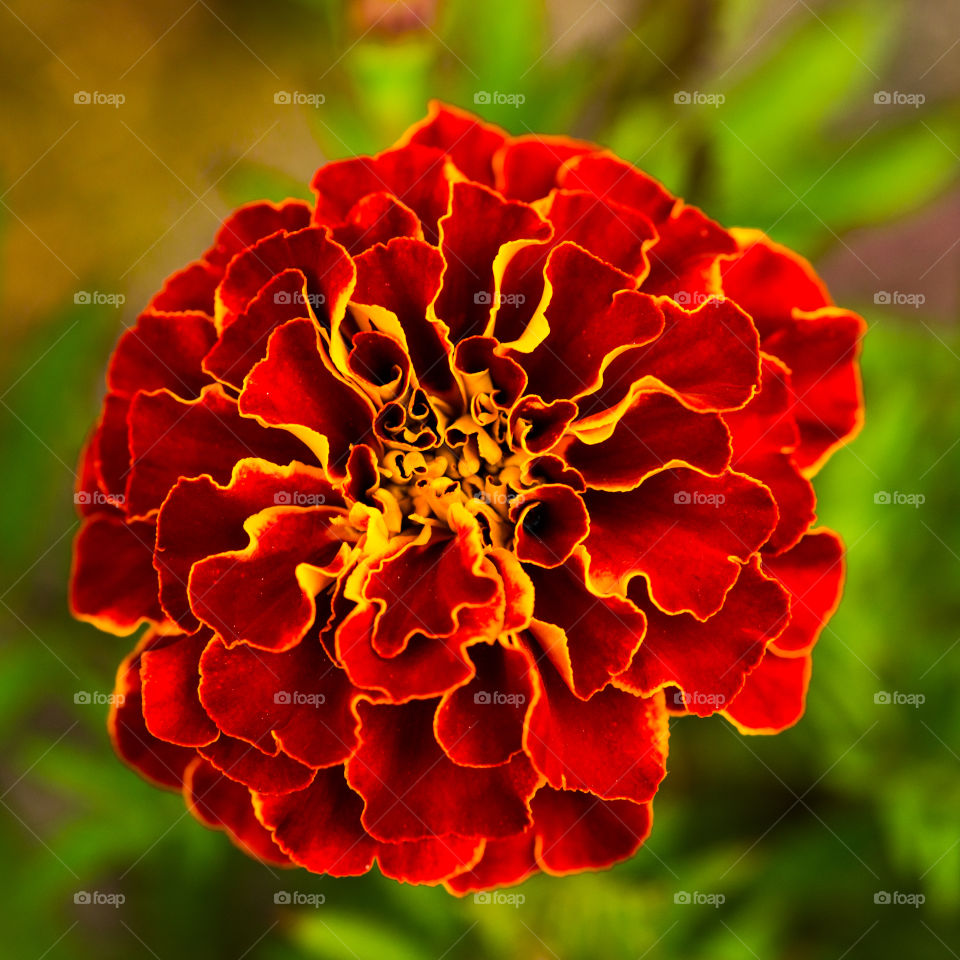 Red flower