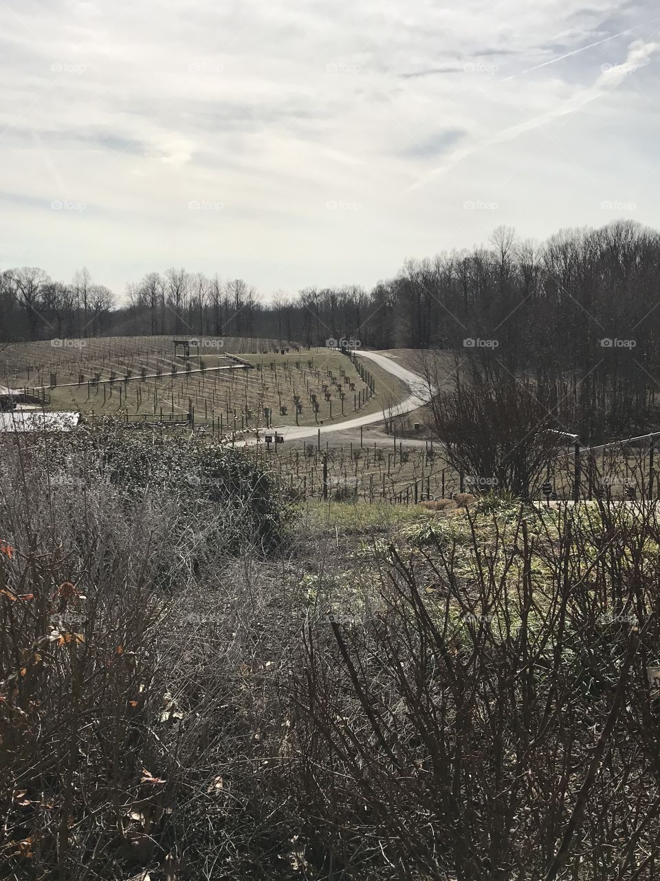Vineyard in February 