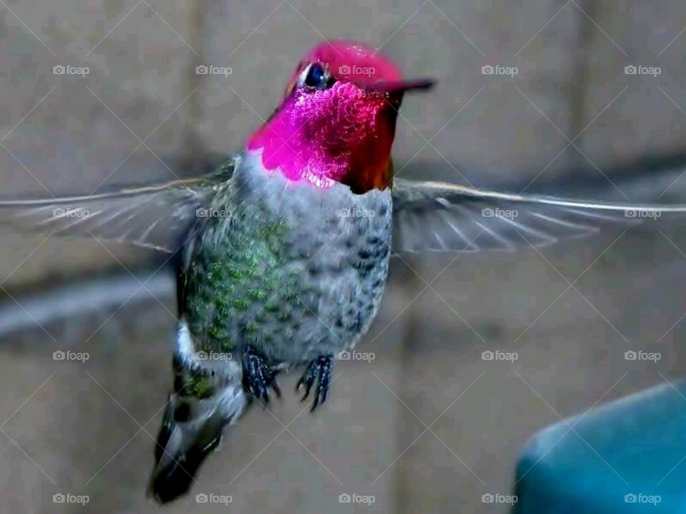 hummingbird in patio