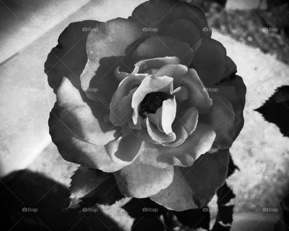 Black and White Rose