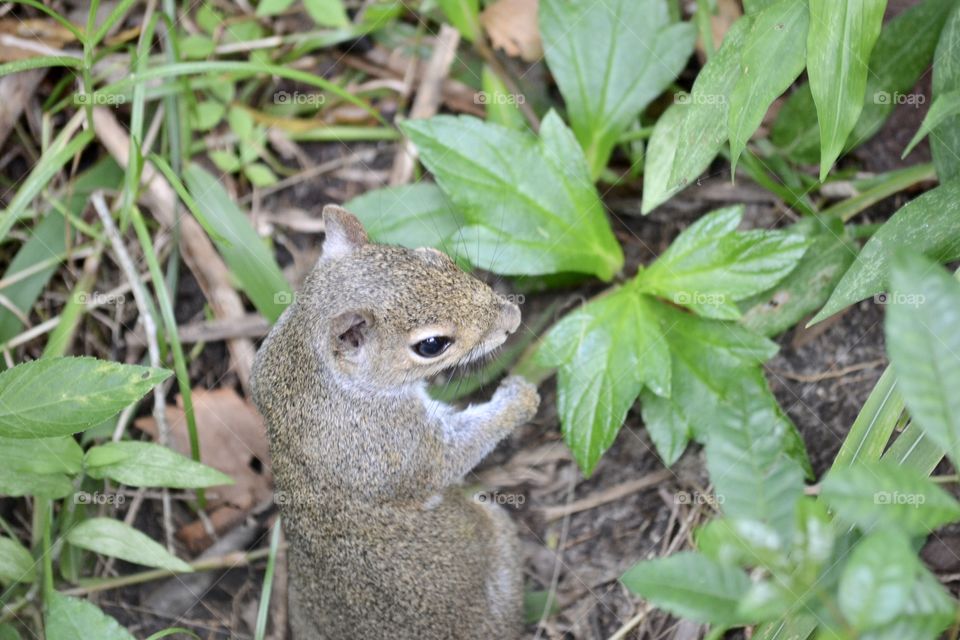 A small brown and grey squirrel sitting up on the ground next to some green leaves