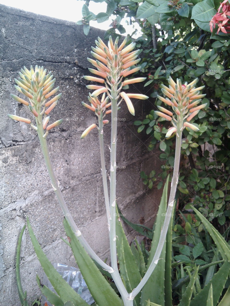 Flowered aloe