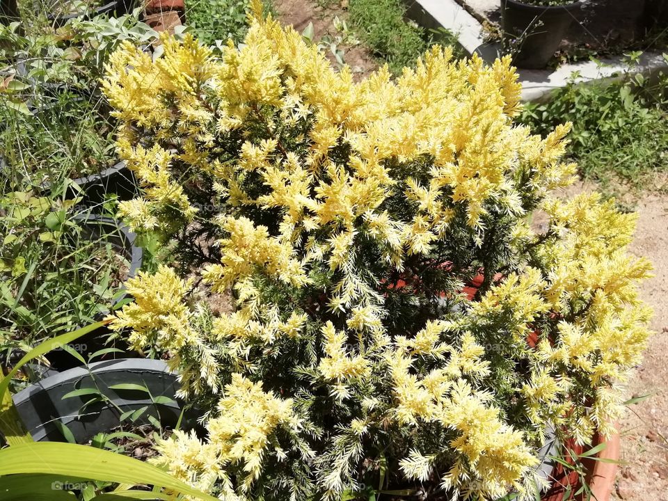 Go crazy with flowers # botanical Garden