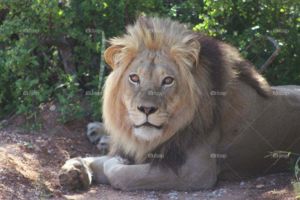 Majestic male lion. lying in some shade on a humid day.