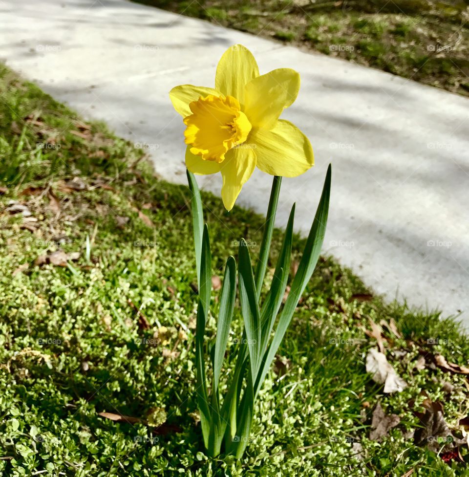 Close-up of yellow daffodil