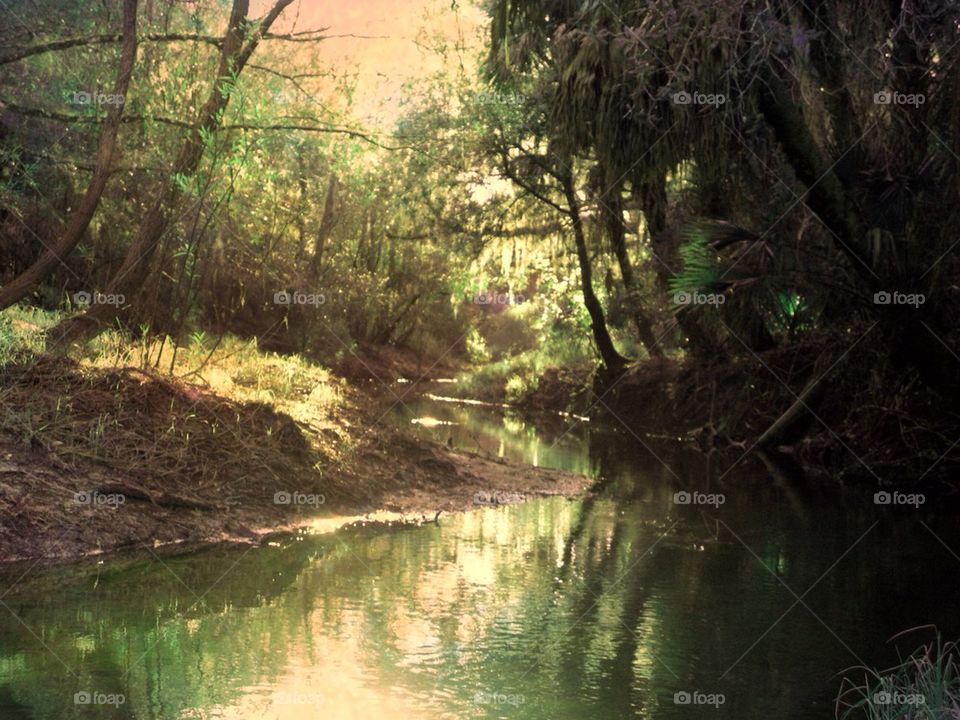 Sun drenched stream