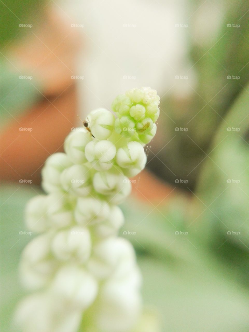 bud flower. white bud flower
