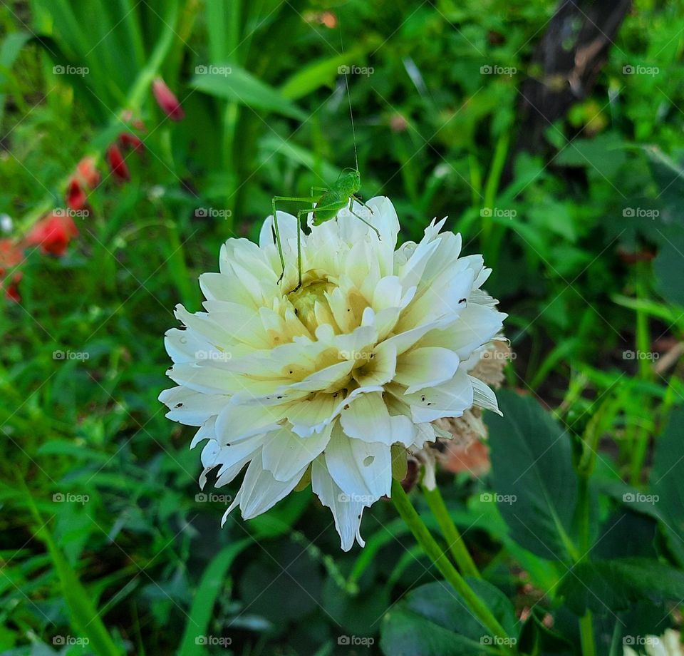 grasshopper on a white flower 