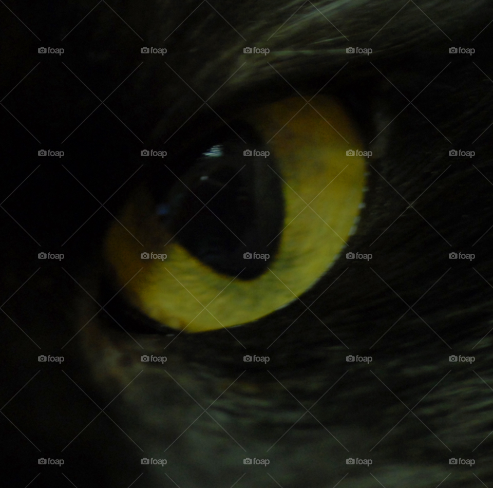 yellow macro black cat by lightanddrawing