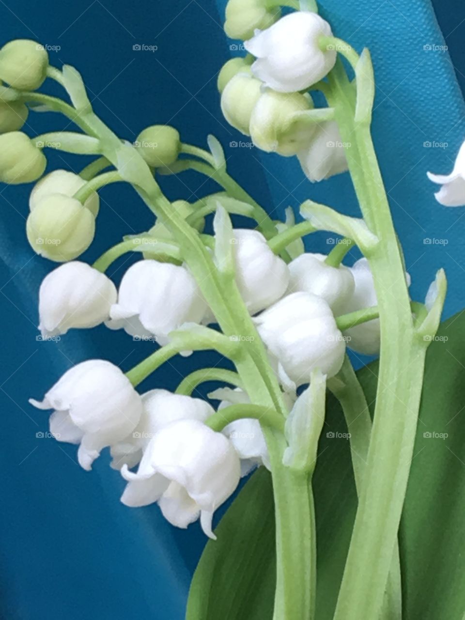 Lily of the Valley- white flowers & blue background 