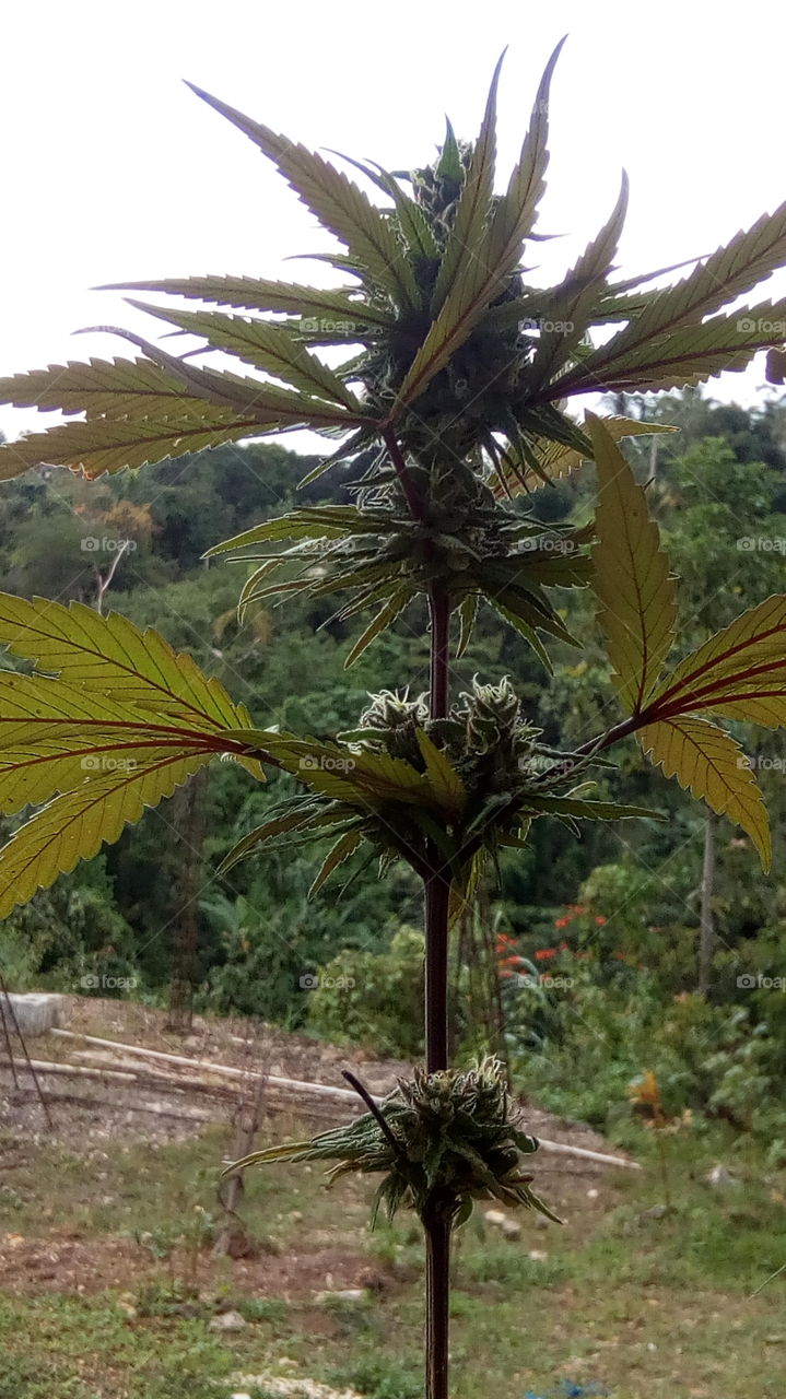 Marijuana Tree