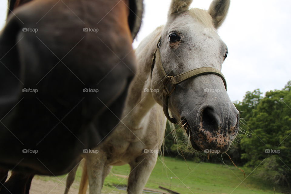 Fun animals in our daily life 