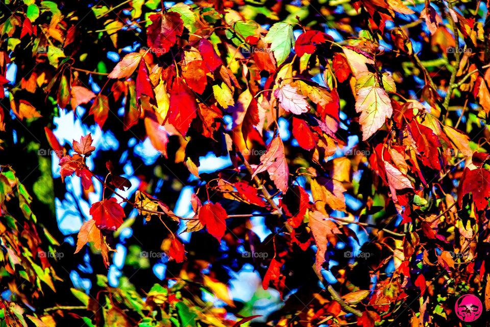 Michigan Autumn . This is a photograph I took in my own neighborhood, a spot in the trees that had a great range of colors. 