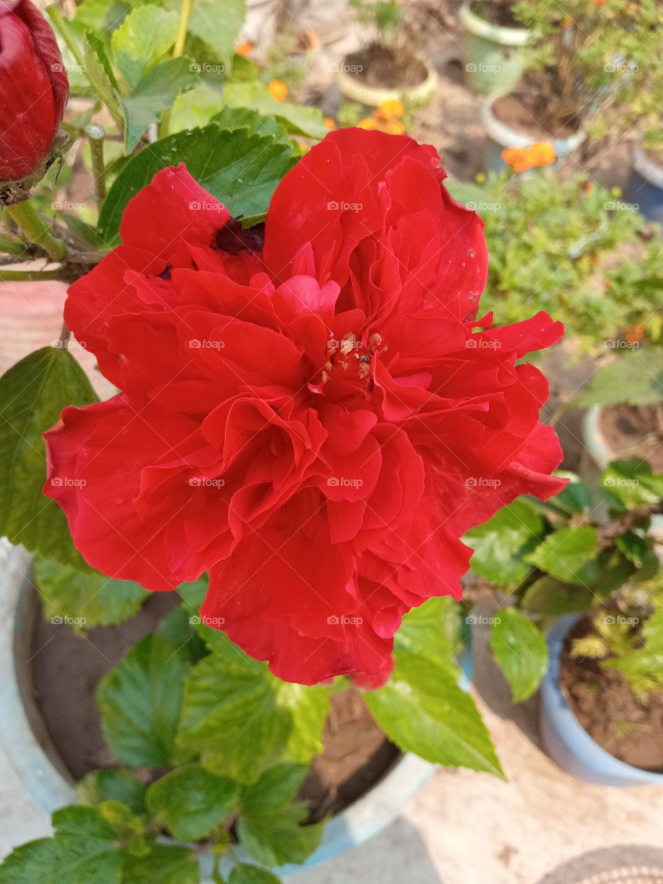 beautiful hibiscus🌺flowers🌸🌺🌻🌹🌷🌼💐