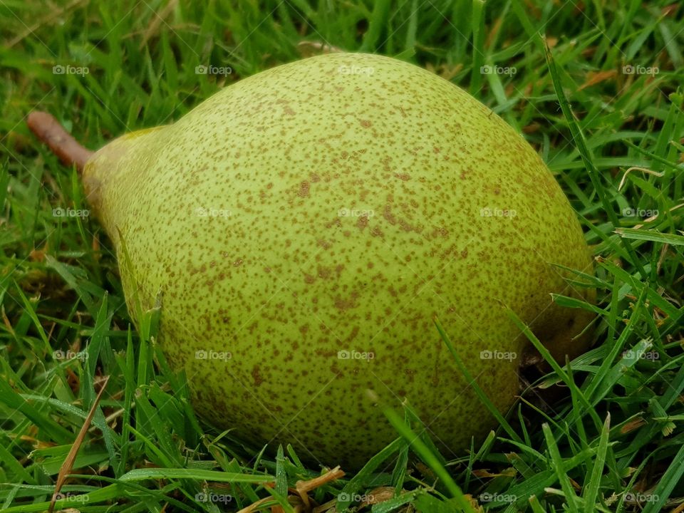 Green pear on green grass