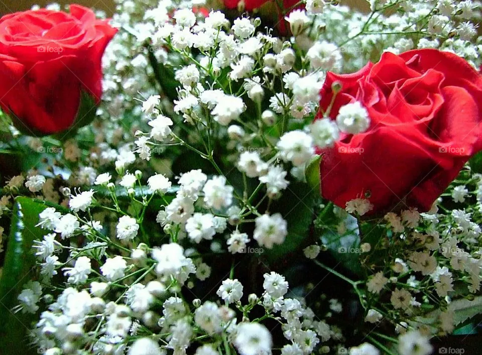 roses