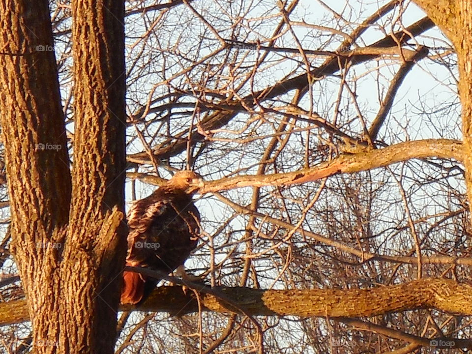 Hawk in tree branches winter