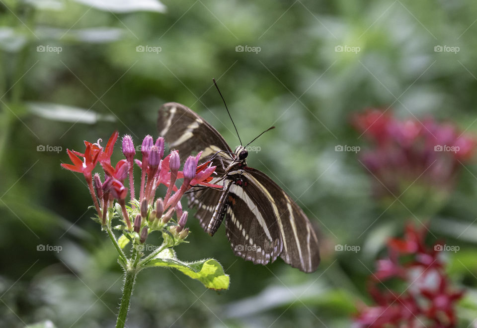 Zebra longwing butterfly on red penta flowers