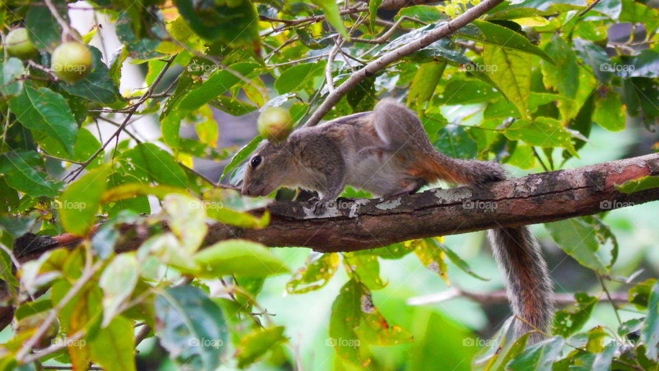 Sri Lanka squirrel