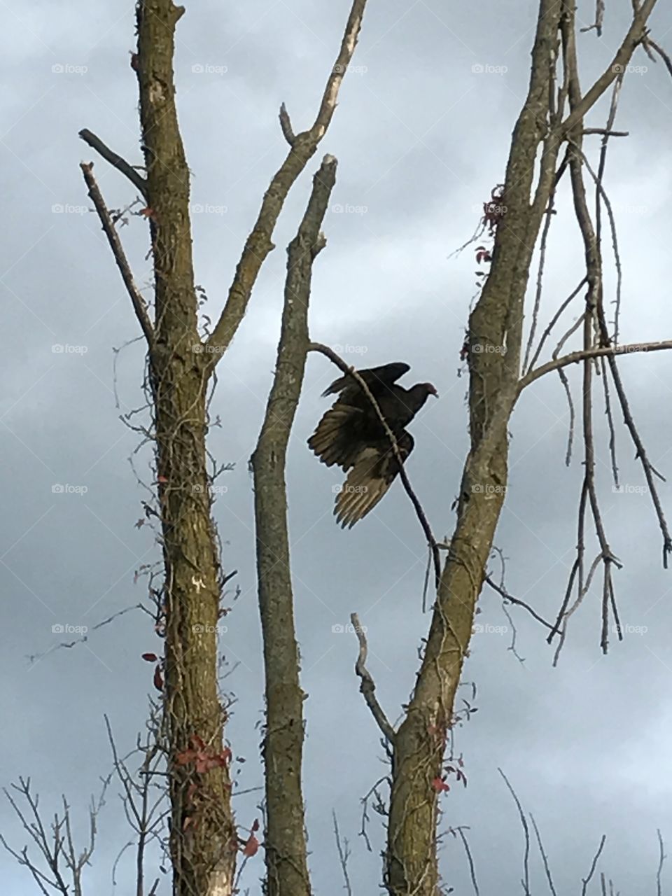 Turkey vulture in a dead tree