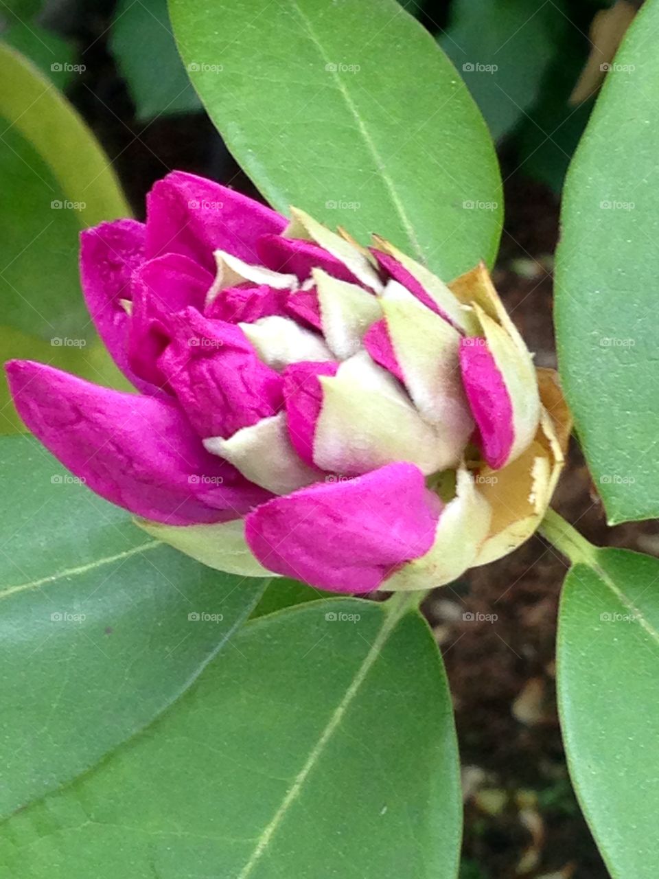 Rhododendron bud