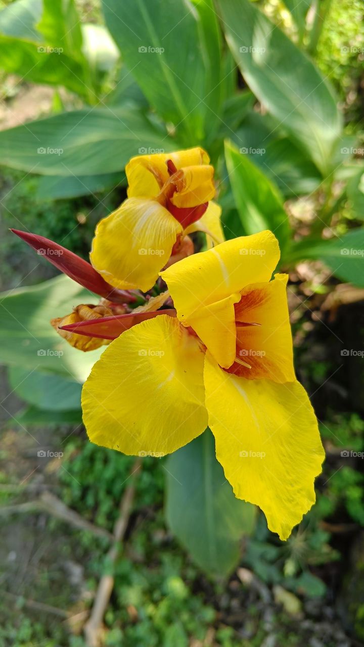 Canna 'Yellow King Humbert