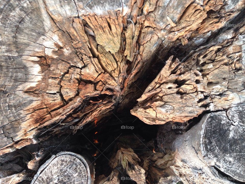Close-up of cracked tree stump