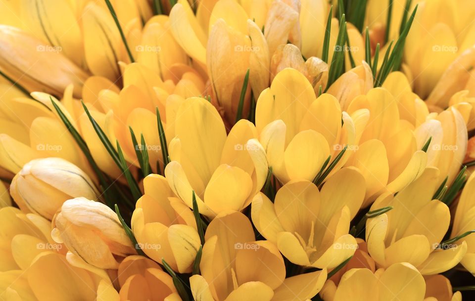 Full frame photo of yellow flowers in spring season 