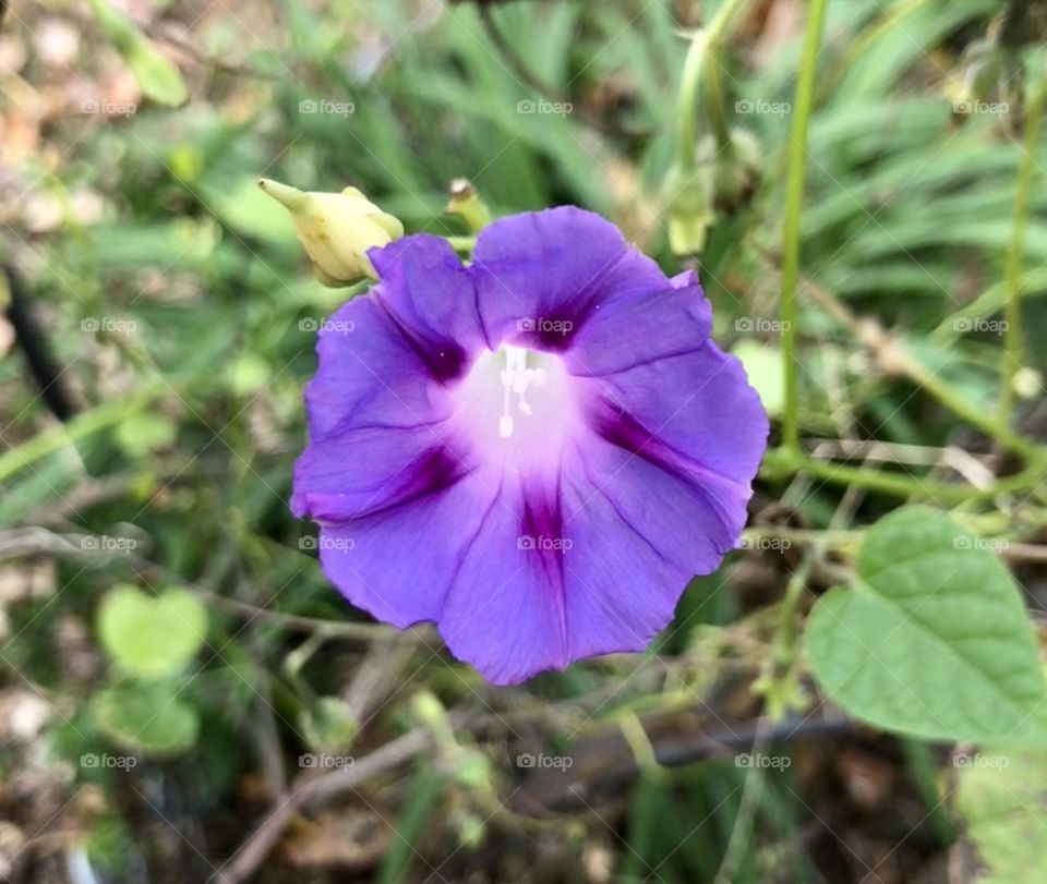 Purple Morning Glory