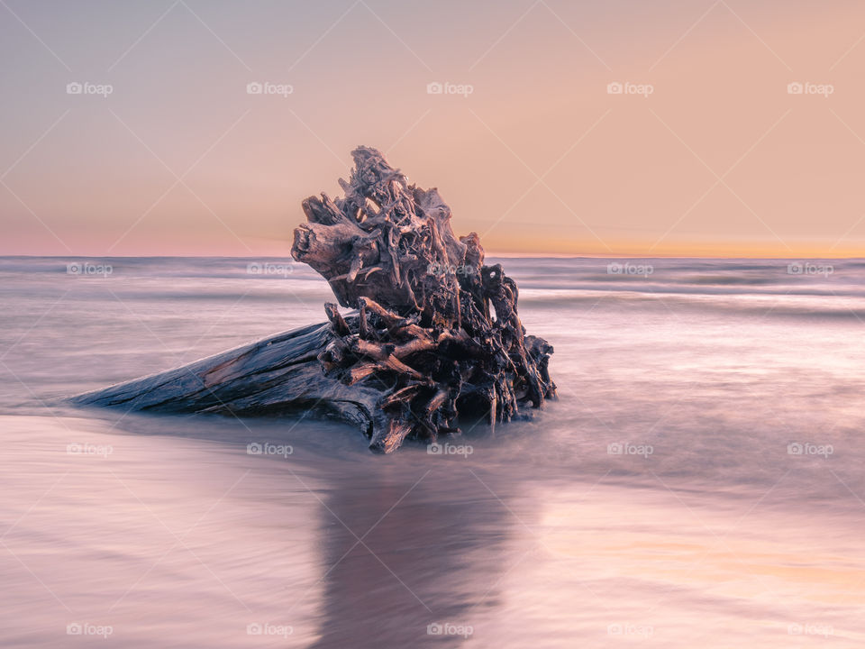 Driftwood Root System Resting Calmly on a Sandy Beach