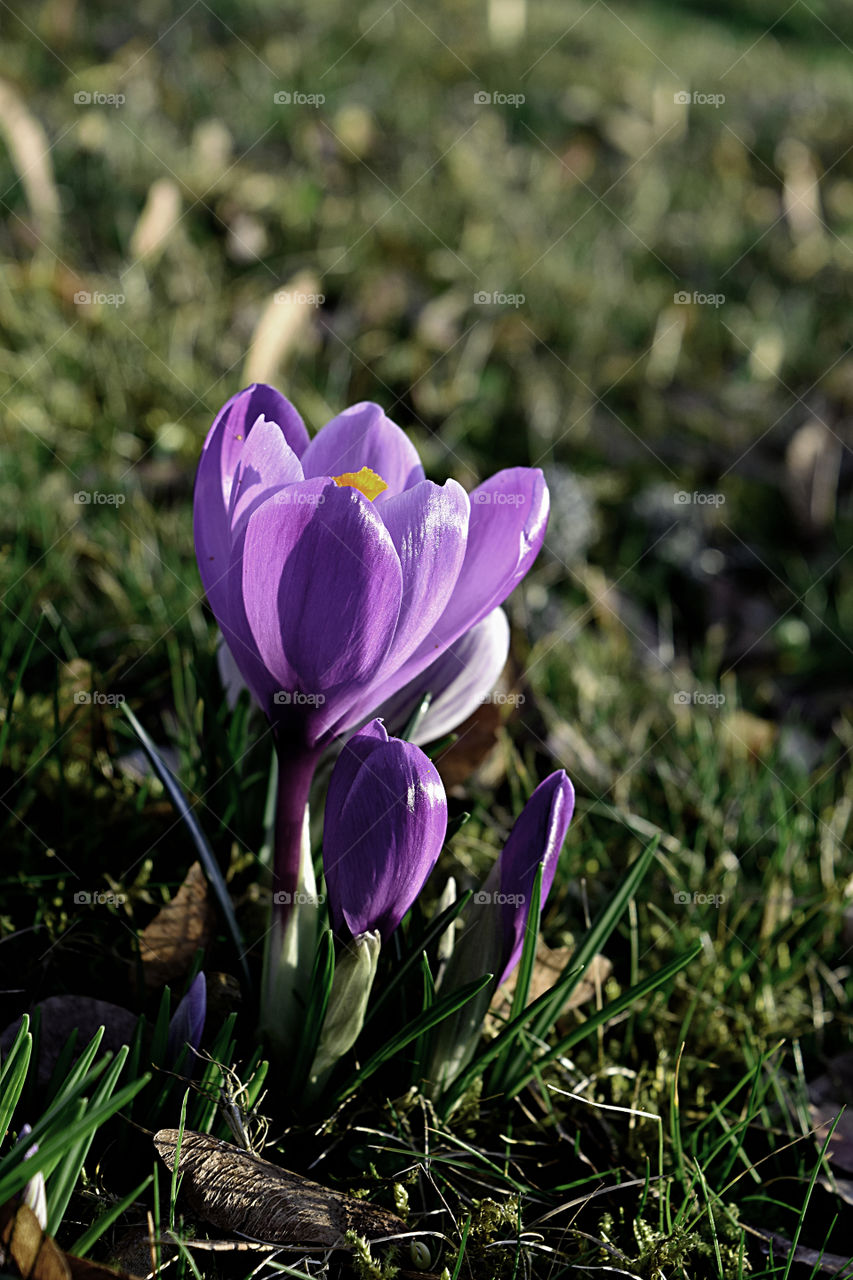 crocus, spring, purple