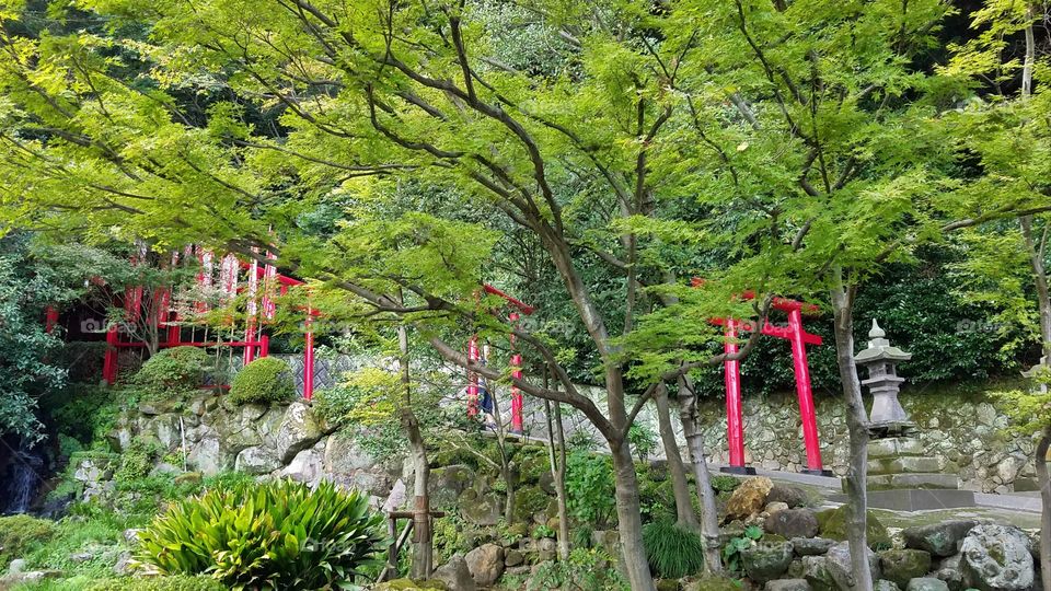 Japanese garden with red torii gates