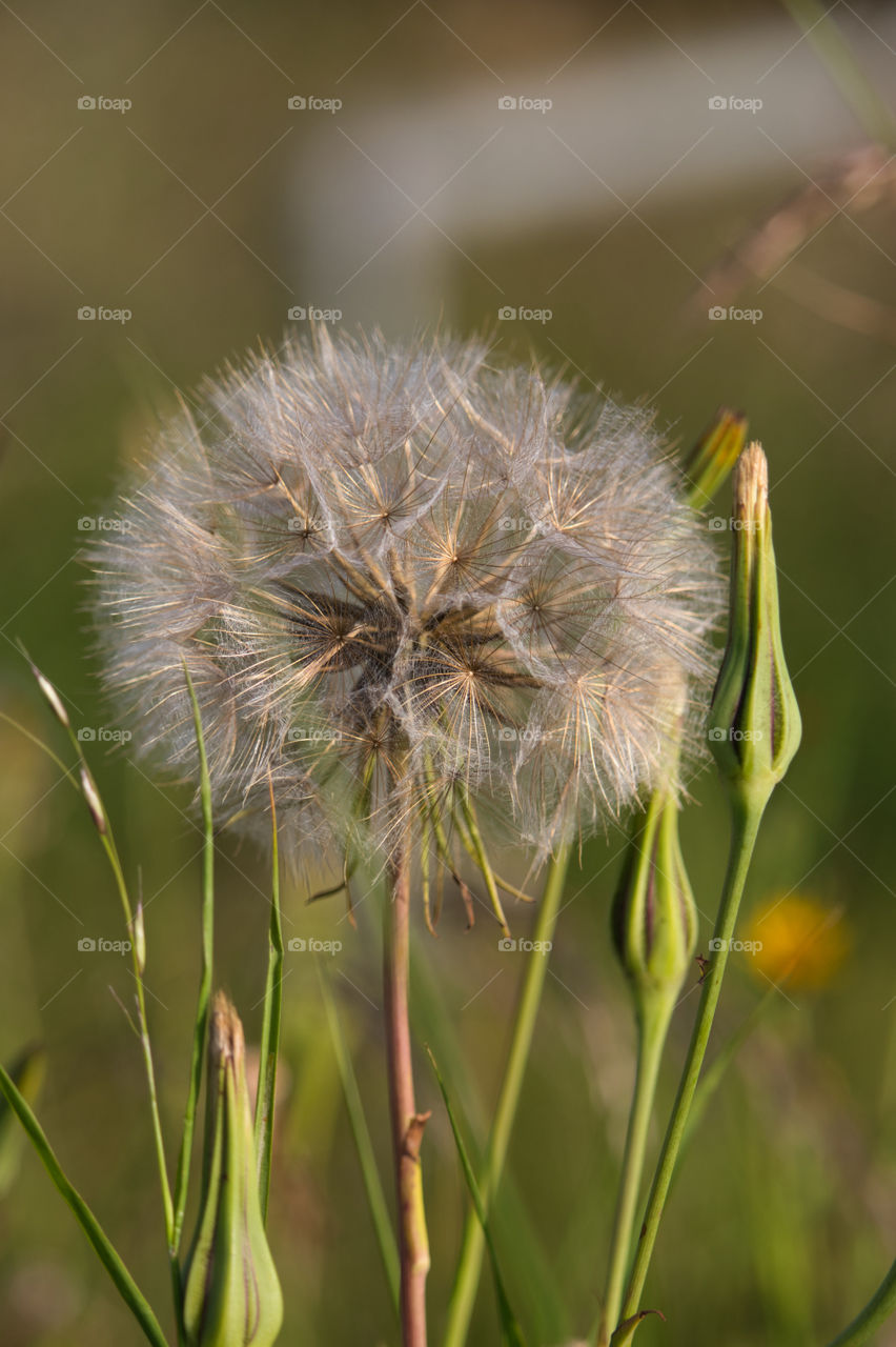Giant dandelion clock seed heads
