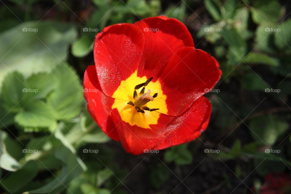 color of spring red flowers