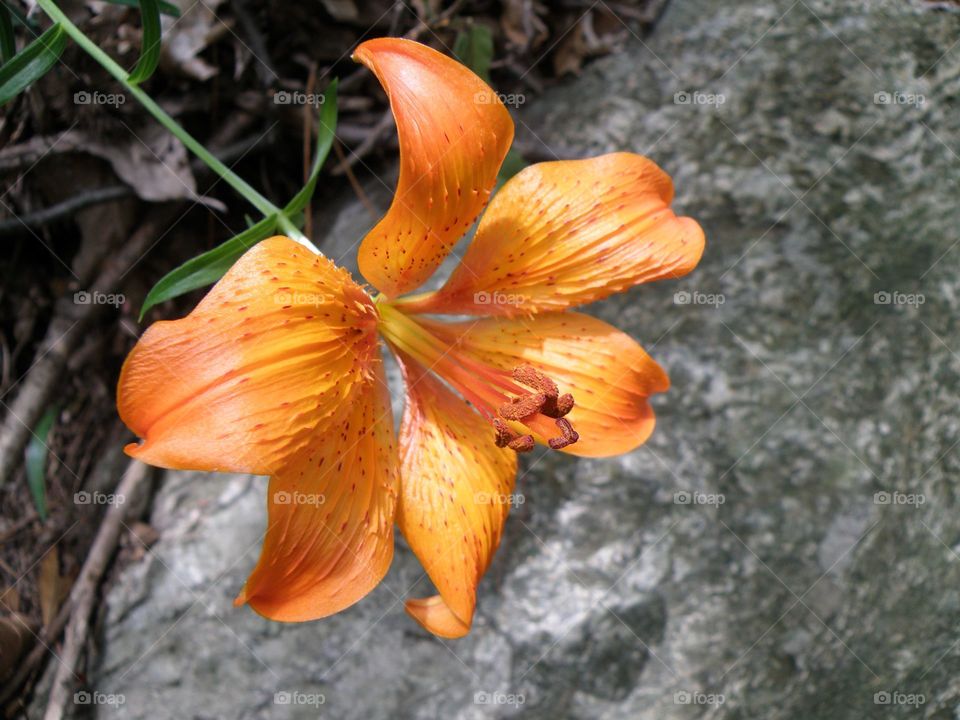 An Orange flower