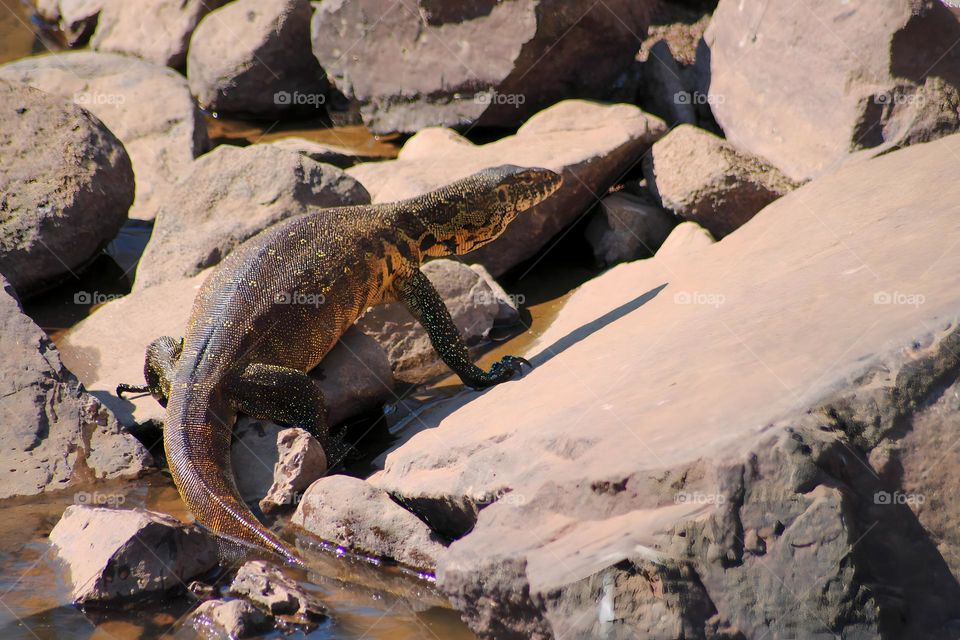 Asian water monitor baking in the sun