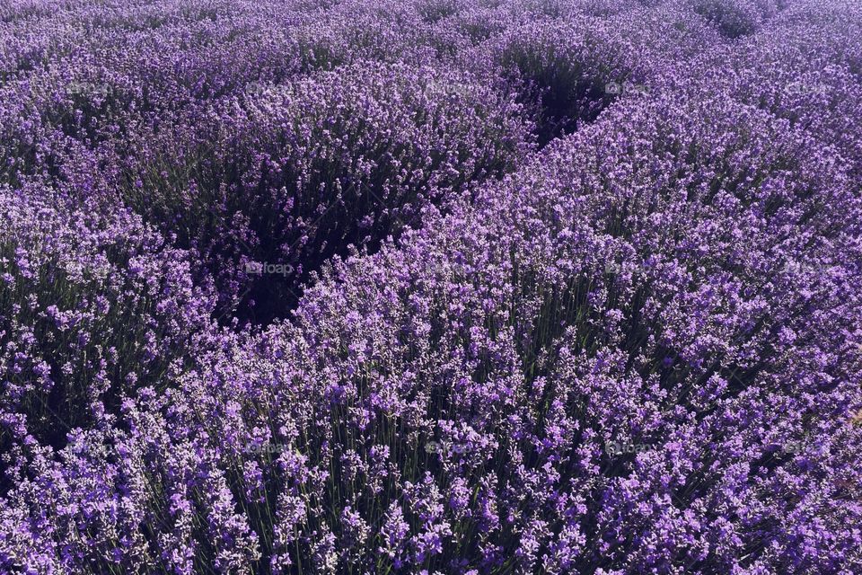 Lavender flowers in bloom