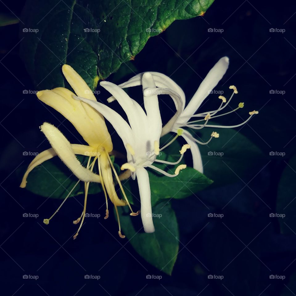Honeysuckle