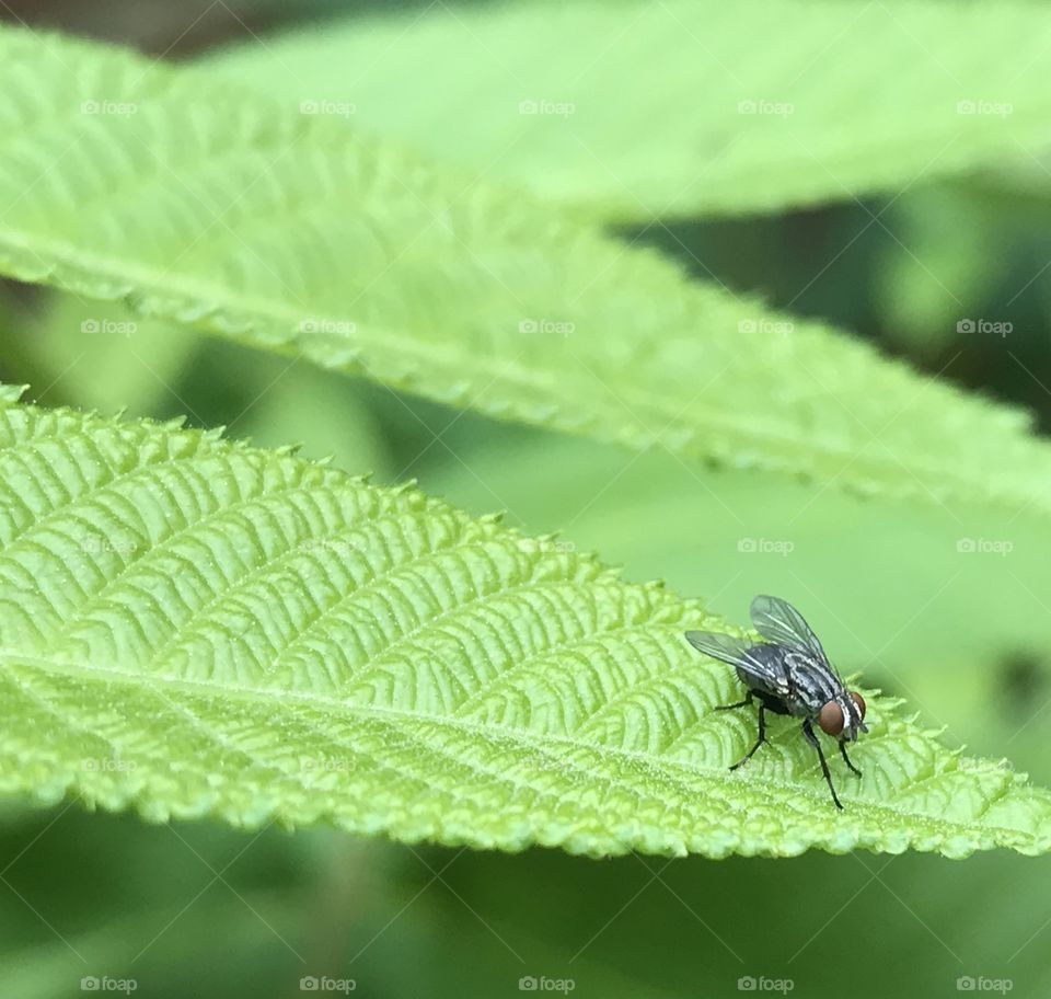 Fly on leaf 2. White ash sapling w unknown fly species 